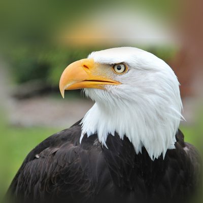 Original photo of a bald eagle before CNC conversion
