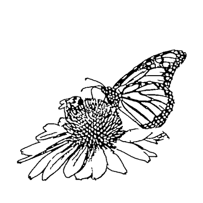 Cricut-ready vector line art of a monarch butterfly produced by the AI converter