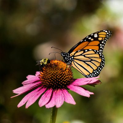 Original photo of a monarch butterfly before conversion