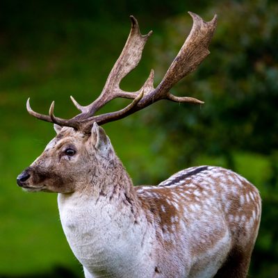Original photo of a deer stag before conversion