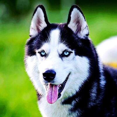 Original photo of a Husky dog before vector conversion