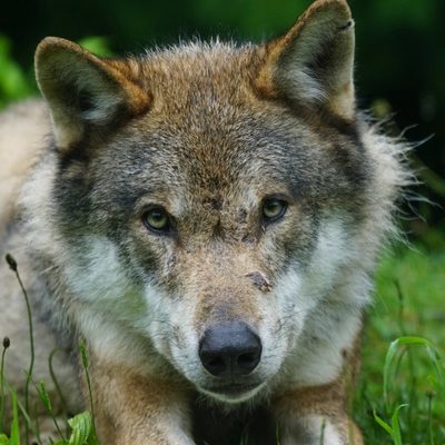 Original photo of a grey wolf before laser engraving conversion