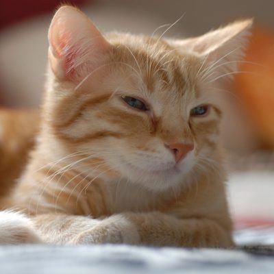 Original photo of a ginger cat before conversion