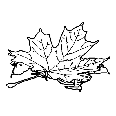 Clean outline drawing of a maple leaf produced by the AI converter