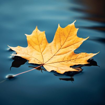 Original photo of a maple leaf before conversion