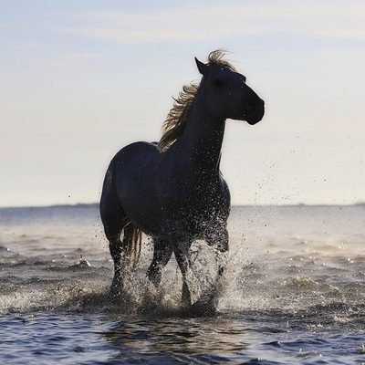 Original photo of a running horse before conversion
