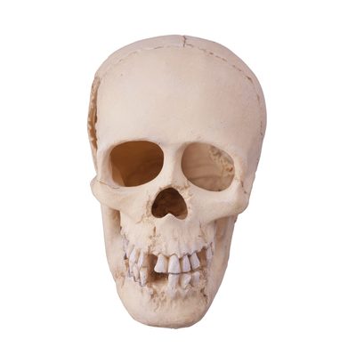 Original photo of a human skull before conversion