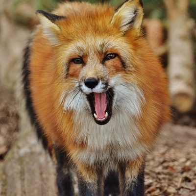 Original photo of a red fox before conversion