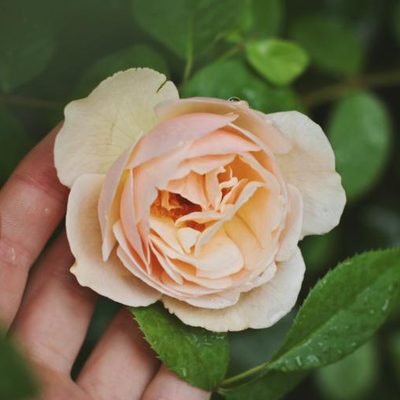 Original photo of a rose before stencil conversion