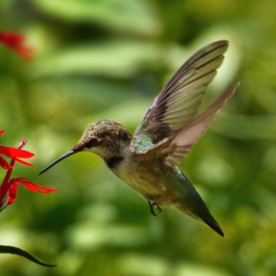 Original photo of a hummingbird before conversion