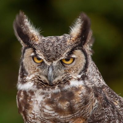 Original photo of a great horned owl before conversion