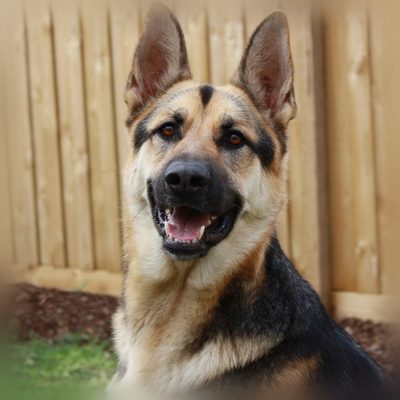 Original photo of a German Shepherd dog before conversion